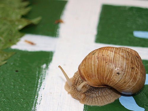 snail-race by Roberto Verzo