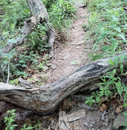 sequoyah-trail2